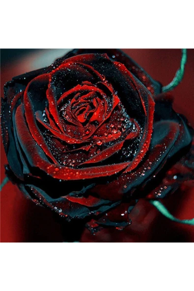 Muka Botanik 5 Adet Darkblood Gül Tohumu ürün görseli