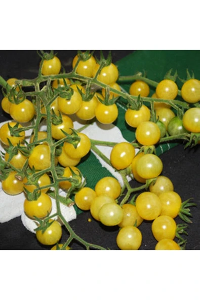 Muka Botanik Coyote Domates Tohumu ürün görseli