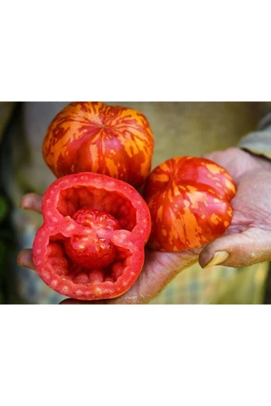 Muka Botanik 10 Adet Tiger Dolmalık Domates Tohumu ürün görseli