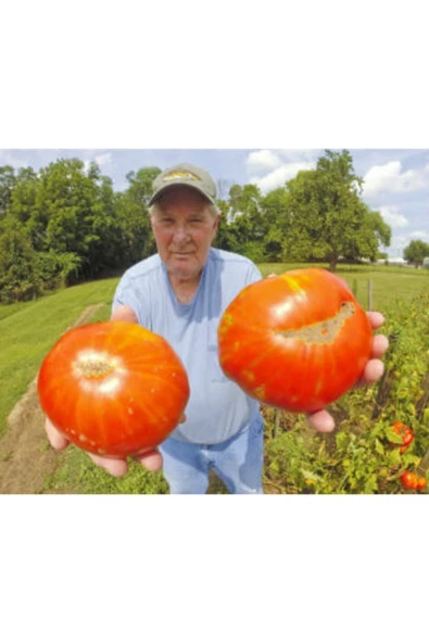 Muka Botanik Ithal Dev Hollanda Domates Tohumu Ekim Seti - Resim 5