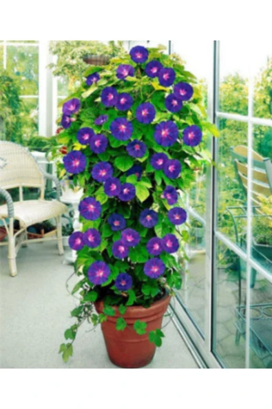 Muka Botanik Sabah Sefası Çiçeği Tohumu Ekim Seti - Resim 2