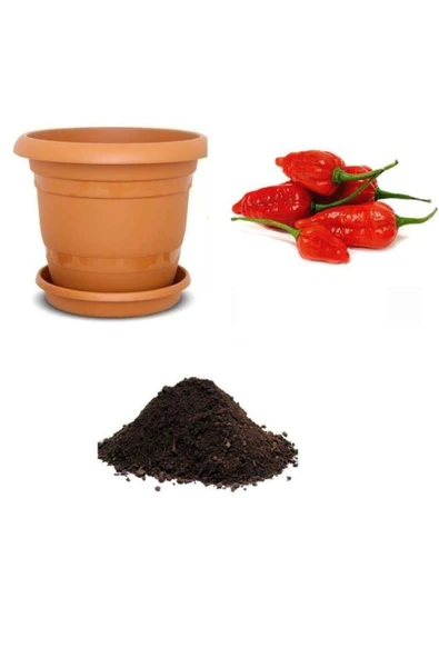 Muka Botanik Ithal But Jolokia Biber Tohumu Ekim Seti ürün görseli