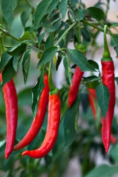 Muka Botanik Kırmızı Acı Macar Biberi Tohumu / 20+ Adet Tohumu - Resim 4