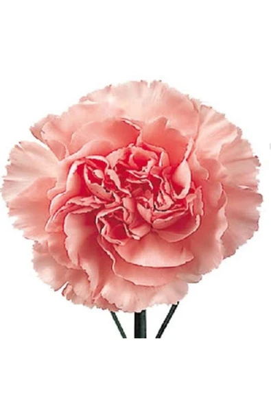 Muka Botanik 10 Adet La France Pınk Carnatıon Tohumu - Resim 4