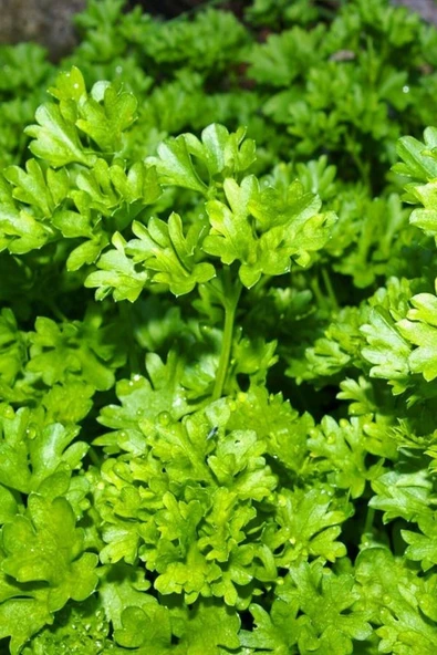 Muka Botanik Yediveren Maydanoz Tohumu 100 Adet Tohum - Resim 4