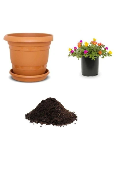 Muka Botanik Portulaca Çiçeği Tohumu Ekim Seti ürün görseli