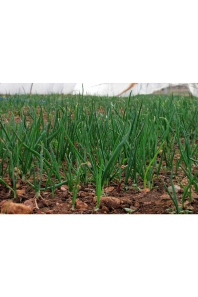 Muka Botanik Acısız Taze Firik Yeşil Soğan Tohumu Ekim Seti - Resim 4