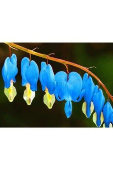 Muka Botanik Ithal Mavi Dicentra Çiçeği Tohumu Ekim Seti - Resim 4