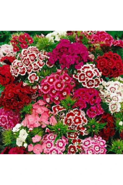 Muka Botanik Karışık Hüsnü Yusuf Çiçeği Tohumu Ekim Seti - Resim 5