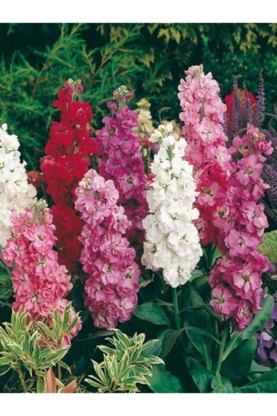 Muka Botanik Şebboy Çiçeği Tohumu Karışık 10 12 Adet ürün görseli