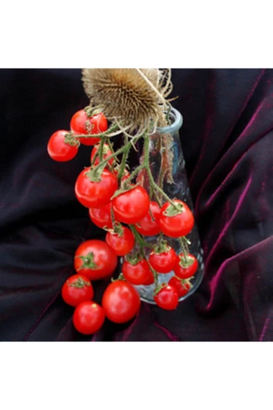 Muka Botanik Bountiful Domates Tohumu ürün görseli