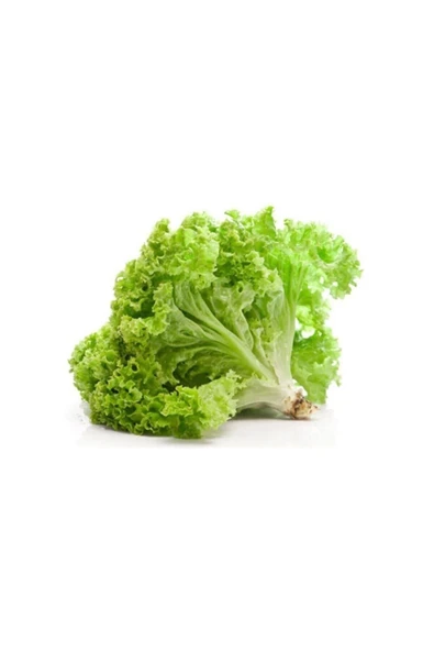 Muka Botanik Kıvırcık Marul Tohumu 200 Adet Tohum Sebze Tohumu ürün görseli