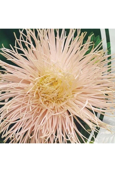 Muka Botanik 10 Adet Natural Needle Aster Brunhilda Heirloom Tohumu - Resim 4