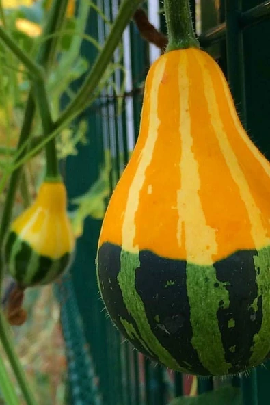 Muka Botanik Sarı Yeşil Süs Kabağı Tohumu / 5 Adet Tohum - Resim 4