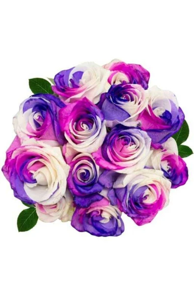 Muka Botanik 5 Adet Sunrose Gül Tohumu ürün görseli