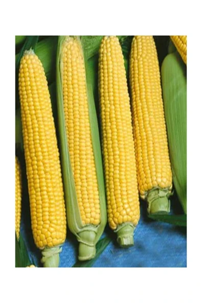 Muka Botanik Süper Paket 150 Adet Tohum Ithal Nadir 40-60 Cm Uzun Mısır Tohumu - Resim 2