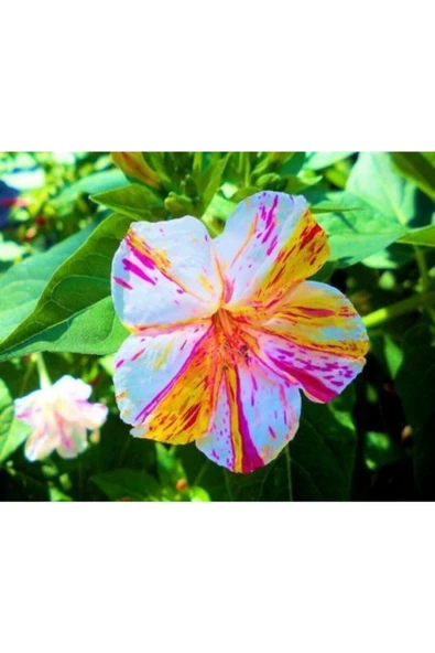 Muka Botanik 10 Adet Özel Renkli Akşam Sefası Çiçeği Tohumu ürün görseli