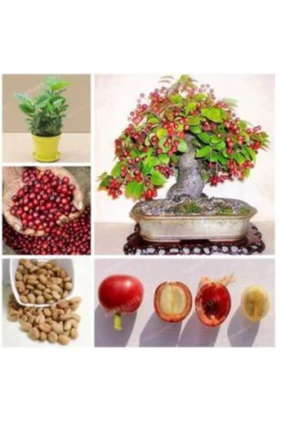 Muka Botanik Ithal Kahve Bonzai Ağacı Tohumu Ekim Seti - 5