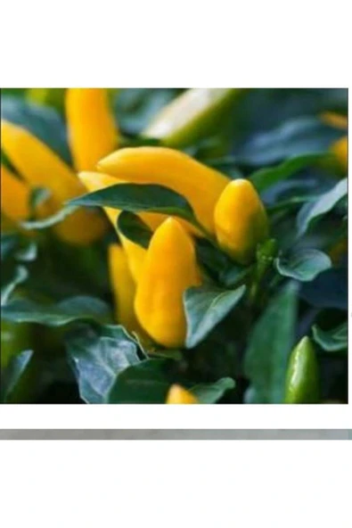 Muka Botanik 20 Adet Acı Sarı Süs Biber Tohumu ürün görseli