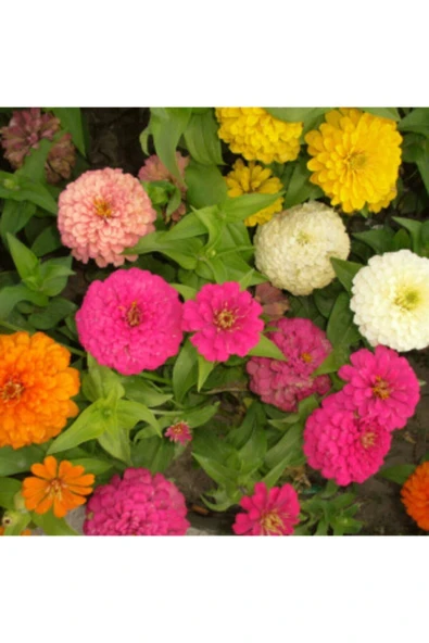 Muka Botanik Karışık Zinna Çiçeği Tohumu Ekim Seti Tohum - Resim 3