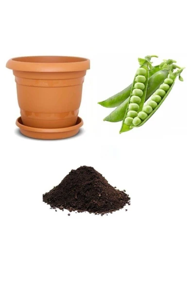 Muka Botanik Bezelye Tohumu Ekim Seti ürün görseli