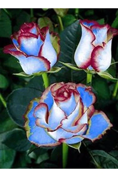 Muka Botanik 5 Adet Mavi Hipnoz Gül Tohumu ürün görseli