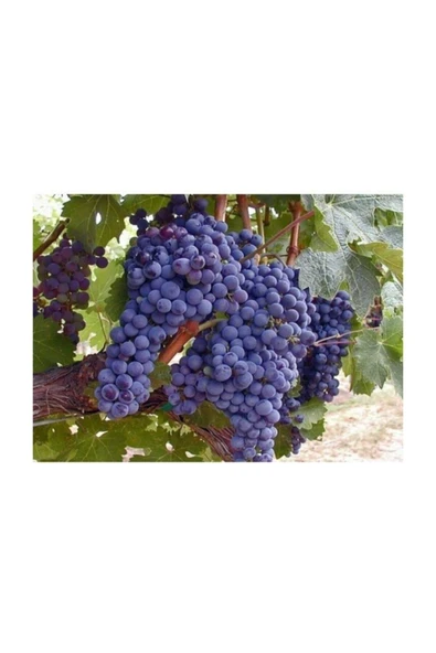 Muka Botanik Kara Üzüm Tohumu / 5 Tohum ürün görseli