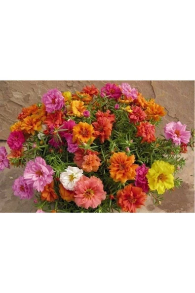 Muka Botanik Ipek Şelaki Kedi Tırnağı Çiçeği Tohumu 10 12 Adet ürün görseli