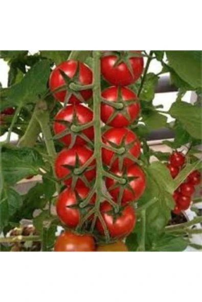 Muka Botanik Nadir Erkenci Salkım Domates Tohumu Ekim Seti - Resim 5