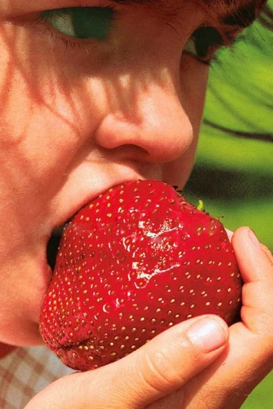 Muka Botanik Jumbo Dev Çilek Tohumu / 40 Adet Çilek Tohumu ürün görseli