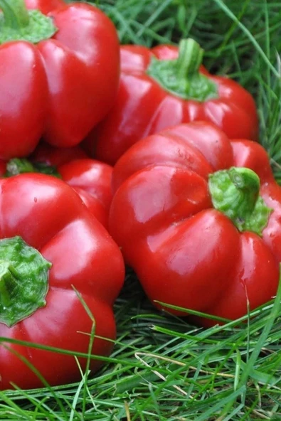 Muka Botanik Kamber Domates Biberi Tohumu / 20+ Adet Tohum ürün görseli