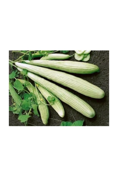 Muka Botanik Acur Tohumu 10+ Adet Tohum ürün görseli