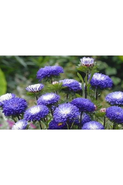 Muka Botanik 30 Adet Peony Aster Tohumu ürün görseli