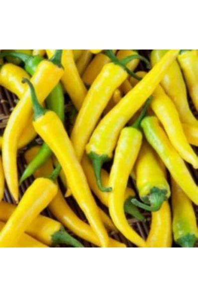 Muka Botanik Meşhur Sarı Stone Turşuluk Biber Tohumu Ekim Seti - Resim 3