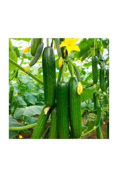 Muka Botanik Süper Paket 200 Adet Tohum Italyan Sırık Salatalık Tohumu ürün görseli