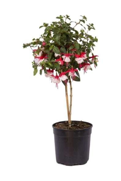 Muka Botanik Beyaz Küpeli Çiçeği Tohumu 5 Adet Tohum Çiçek Tohumu ürün görseli