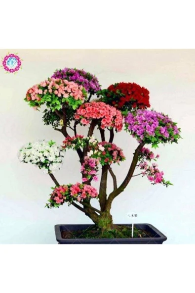 Muka Botanik Japon Gülü Ağacı Bonsai Tohumu ürün görseli