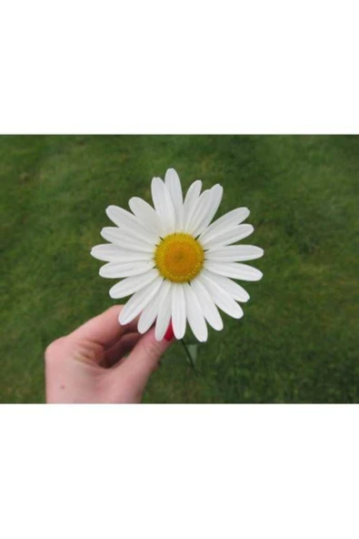 Muka Botanik Yayılıcı Papatya Tohumu Ekim Seti - Resim 3