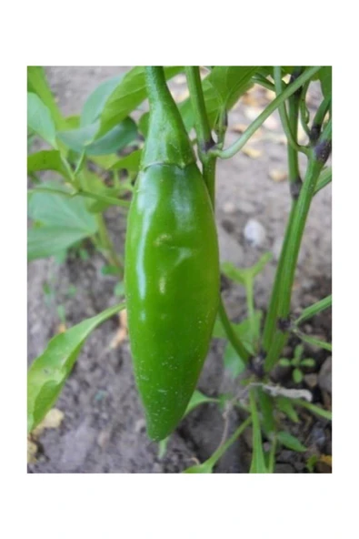 Muka Botanik Ithal Nadir Acı Balık Biberi Tohumu 40 Adet Tohum Biber Tohumu - Resim 3