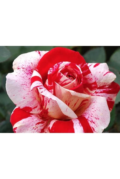 Muka Botanik 5 Adet Kadife Kırmızı Beyaz Gül Tohumu ürün görseli