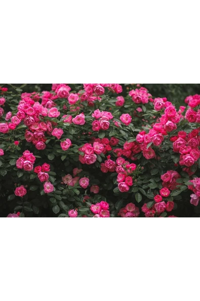 Muka Botanik 10 Adet Mix Clımbıng Rose Rosa Bush Tohumu - Resim 3