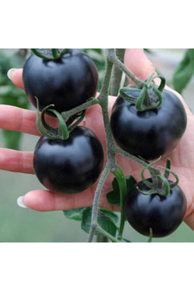 Muka Botanik 20 Adet Indigo Rose Domates Tohumu ürün görseli