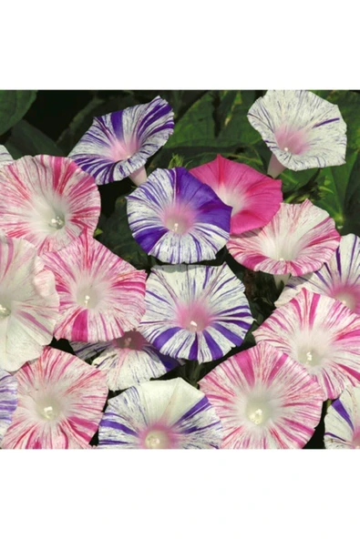 Muka Botanik Ipomoea Purpurea 'carnevale Di Venezia' Çiçek Tohumu ürün görseli