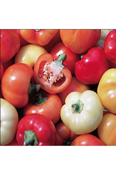 Muka Botanik Paprika Çok Renkli Biber Tohumu ürün görseli