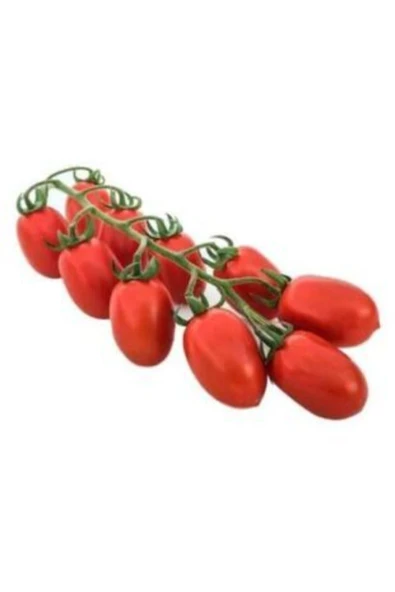 Muka Botanik Bursa Domates Tohumu Ekim Seti - Resim 2