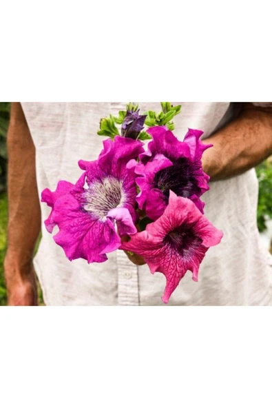 Muka Botanik 25 Adet Super Bissima Petunya Tohumu ürün görseli