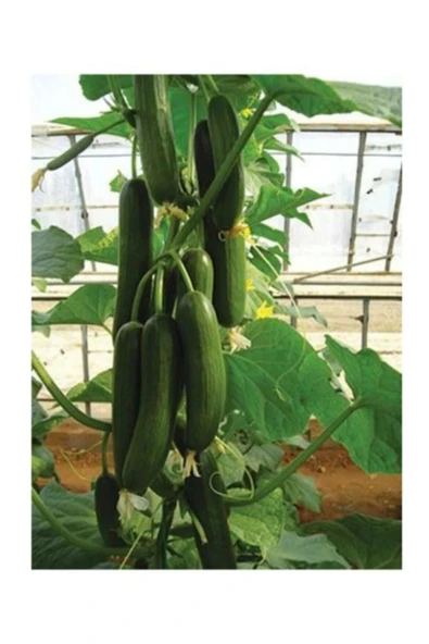 Muka Botanik Eko Paket 50 Adet Tohum Ithal Erkenci Sırık Salatalık Tohumu - Resim 2