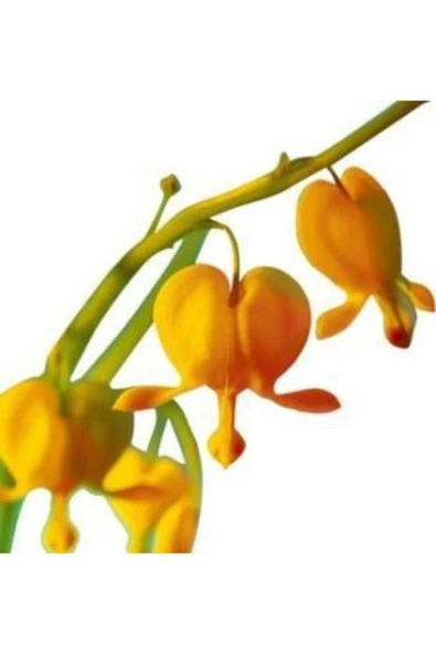 Muka Botanik Ithal Turuncu Dicentra Çiçeği Tohumu Ekim Seti - Resim 4