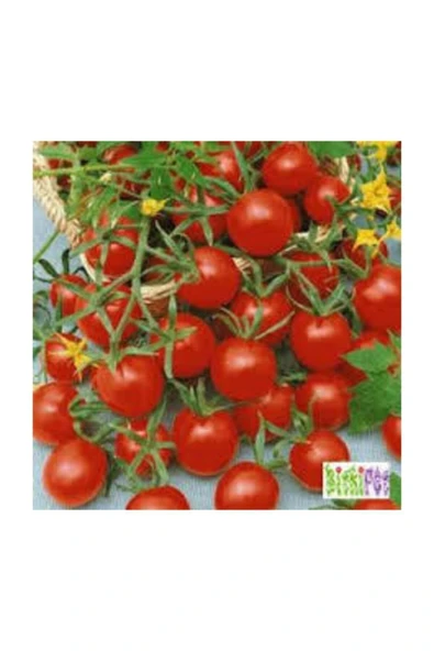 Muka Botanik Kırmızı Çeri Domates Tohumu 25 Adet ürün görseli