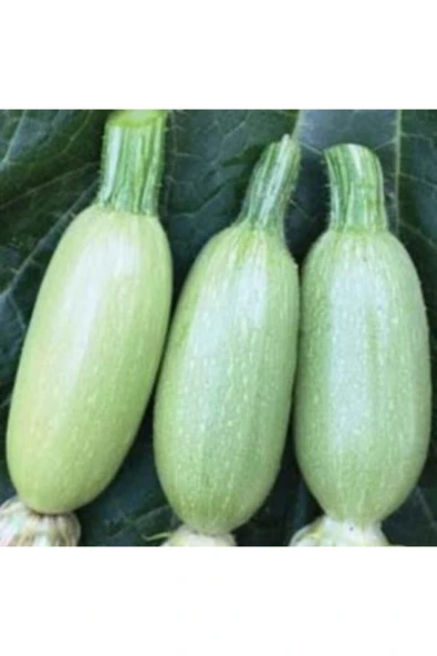 Muka Botanik Dolmalık Kabak Tohumu Ekim Seti - Resim 3